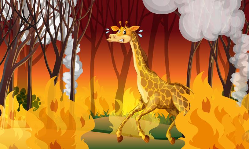 Giraffe, die weg von Firewild läuft vektor