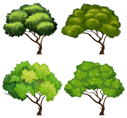 Vier Arten von Bäumen vektor
