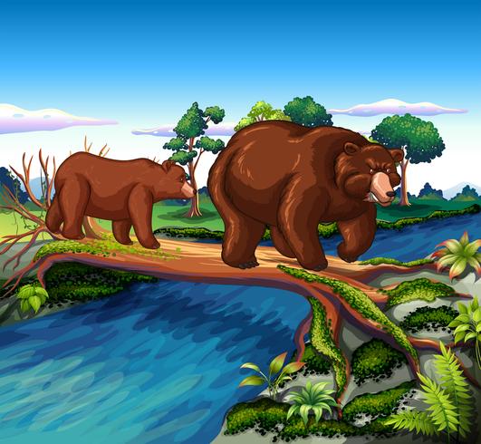Två björnar går över floden vektor