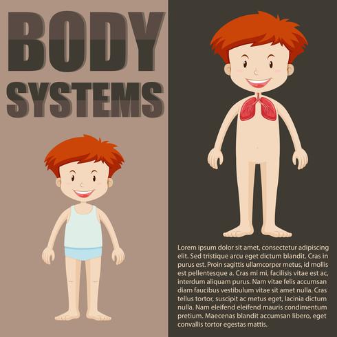 Pojke och kroppssystem infografiskt vektor