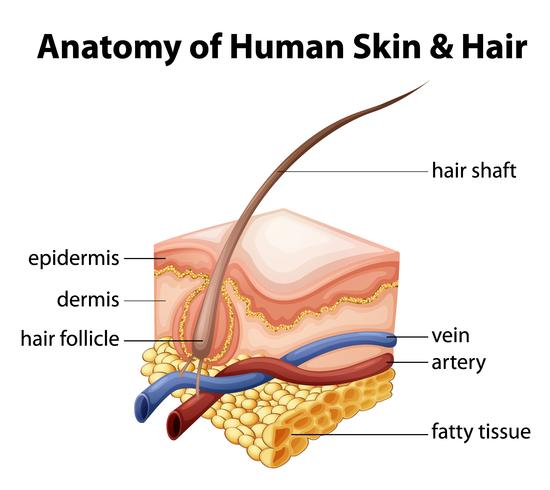 Anatomi av mänsklig hud och hår vektor