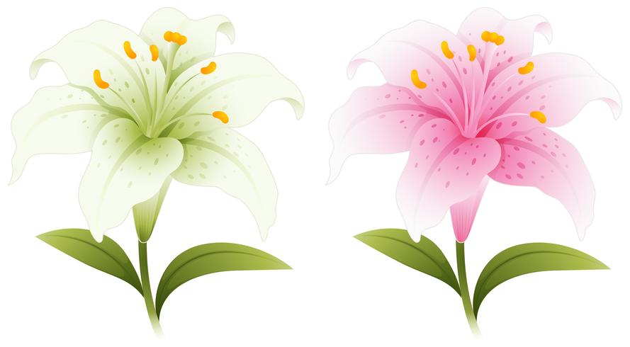 Två lilja blommor i vitt och rosa vektor