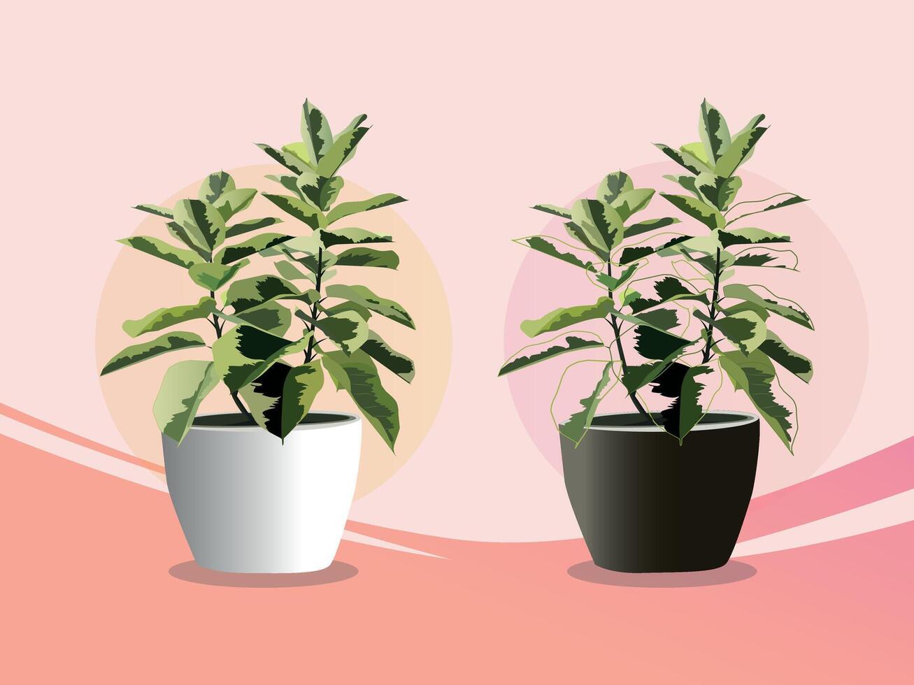 Pisonia Pflanze zum Innere von Zuhause oder Büro vektor