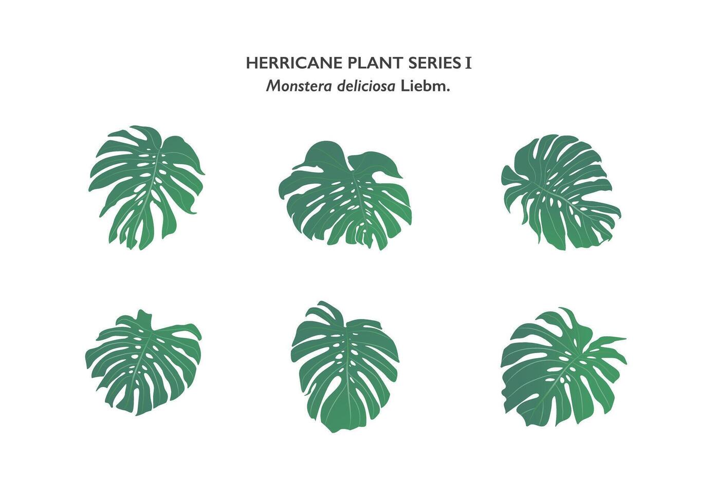 einstellen von Monstera Blatt oder Käse Pflanze isoliert auf Hintergrund vektor