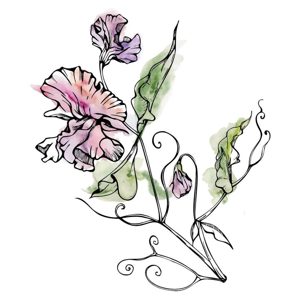 Hand gezeichnet Aquarell Tinte Illustration botanisch Blumen Blätter. Süss ewig Erbse, Wicke Winde Hülsenfrucht. Ast Strauß isoliert auf Weiß Hintergrund. Design Hochzeit, Liebe Karten, Blumen- Geschäft vektor