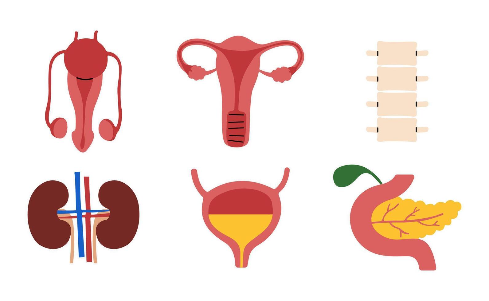 Mensch Organe 2 auf ein Weiß Hintergrund, Illustration. vektor