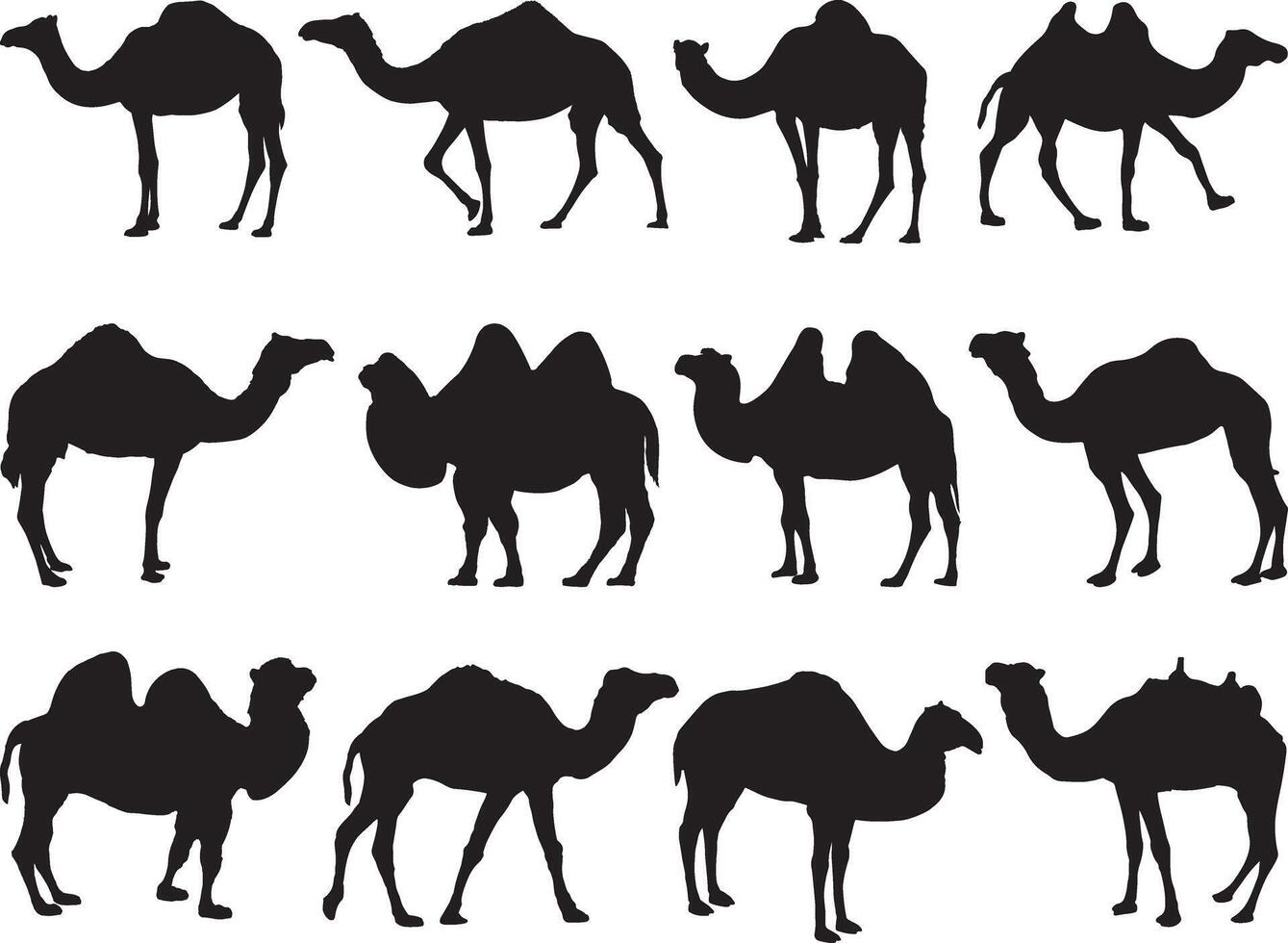 Kamele Silhouette auf Weiß Hintergrund vektor