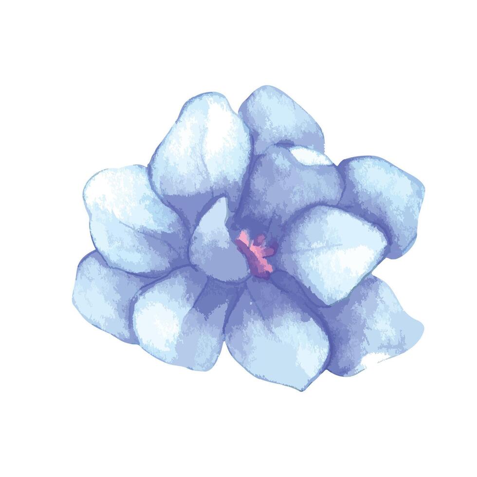 Aquarell Blume Illustration auf Weiß vektor