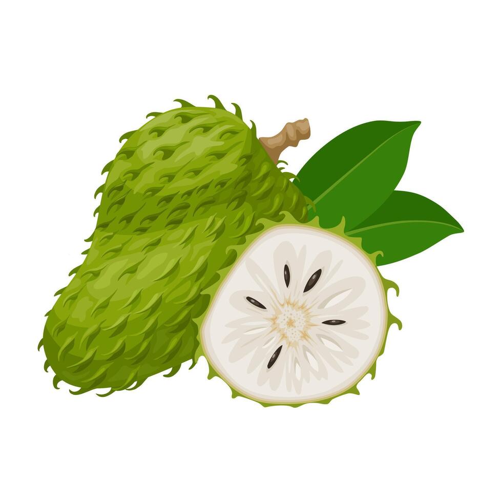 illustration, soursop frukt, också känd som zuurzak, vetenskaplig namn annona muricata, isolerat på vit bakgrund. vektor