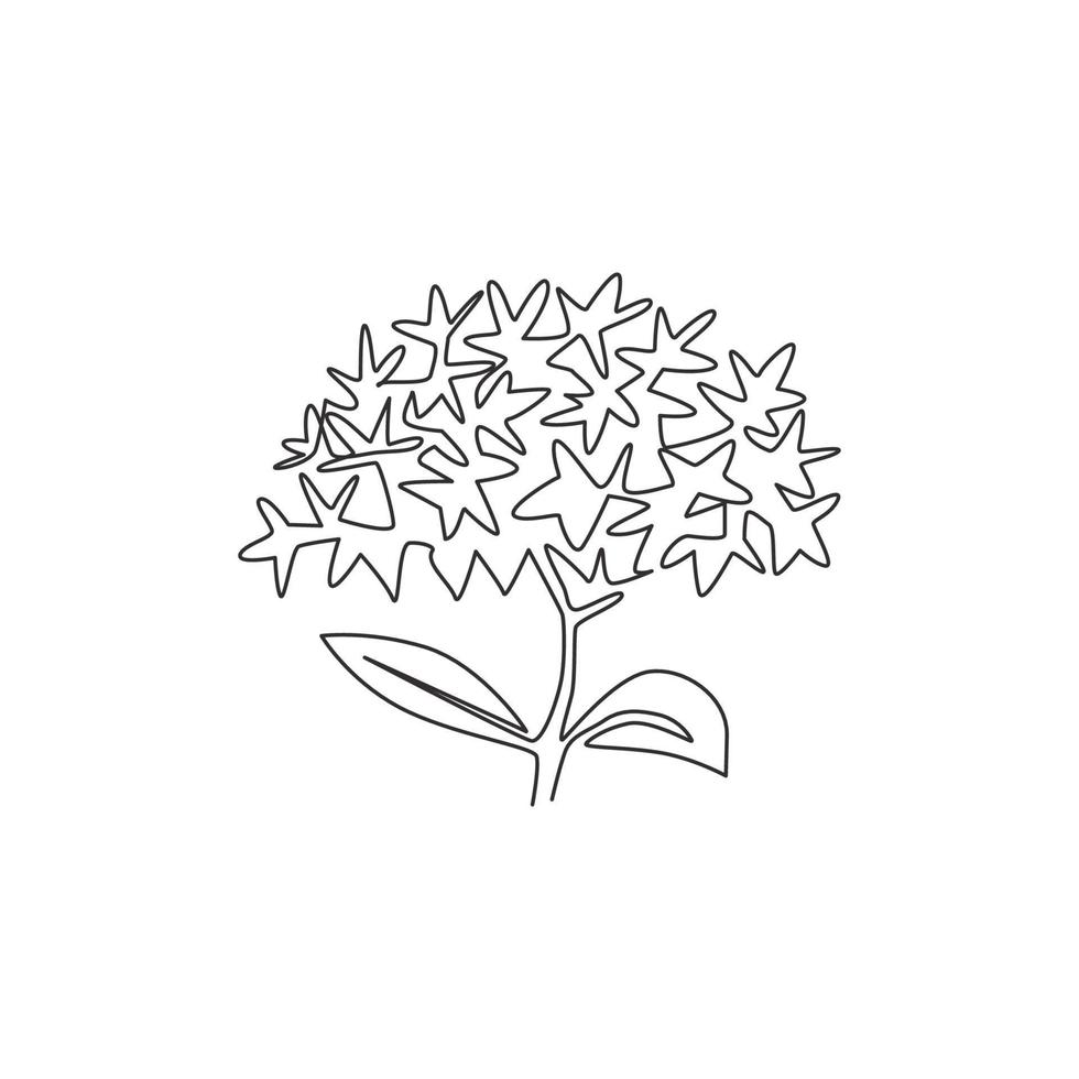 enda kontinuerlig linjeteckning skönhet färsk blomma växt för heminredning vägg affisch print konst. utskrivbar dekorativ ixora blomma för inbjudningskort. moderna en rad rita design vektorillustration vektor