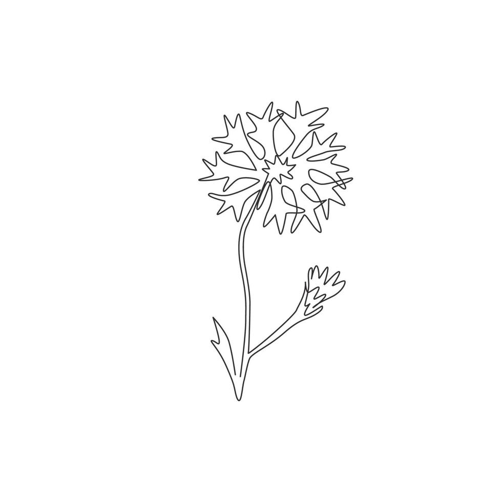en kontinuerlig linjeteckning av skönhet färsk centaurea cyanus för heminredning väggkonst affischtryck. dekorativa blåklint koncept för inbjudningskort. trendiga en rad rita design vektorillustration vektor