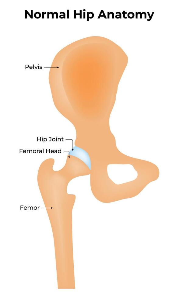 vanligt höft anatomi vetenskap design illustration diagram vektor