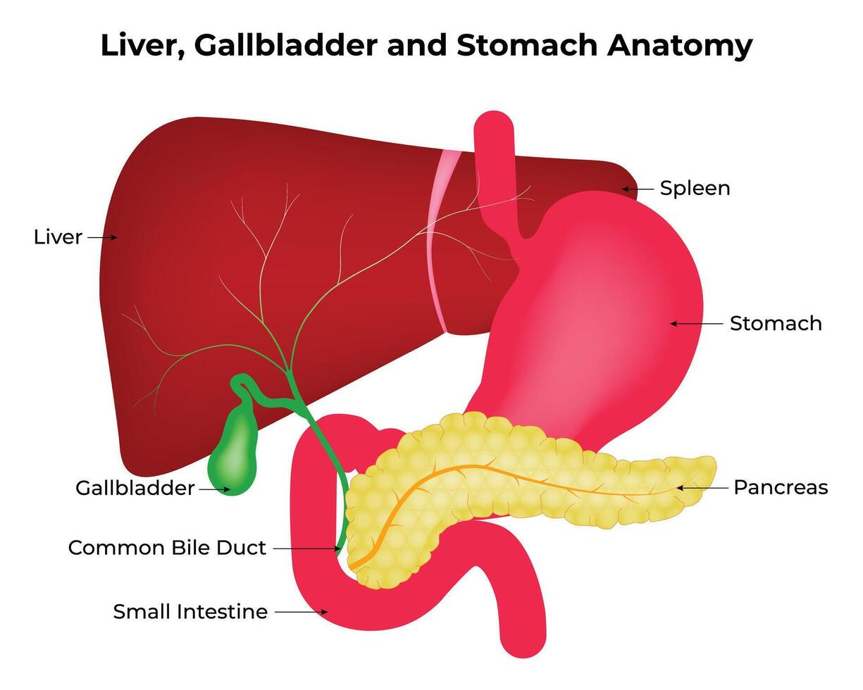 Leber, Gallenblase und Bauch Anatomie Wissenschaft Design Illustration Diagramm vektor