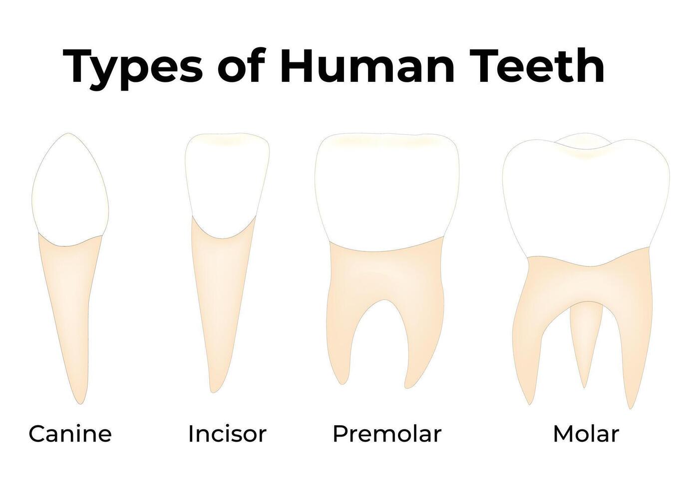 typer av mänsklig tänder vetenskap design illustration diagram vektor