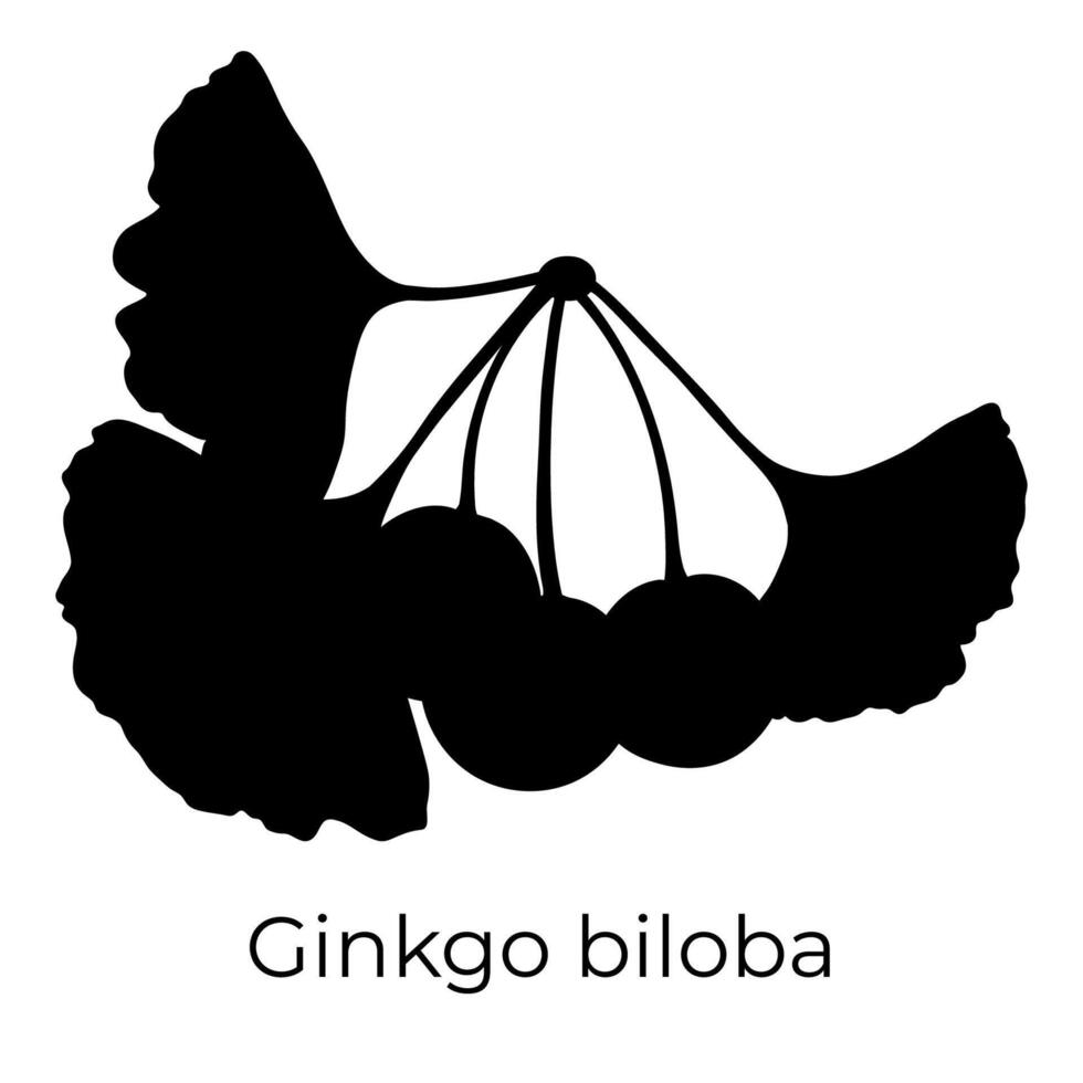 gingko biloba träd kvist silhuett vektor