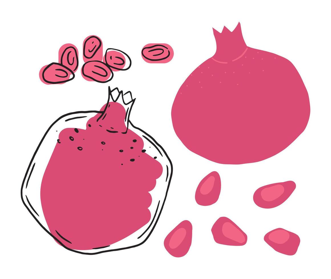 en vibrerande illustration av en granatäpple, visa upp hela och skivad visningar med spridd frön. de ritad för hand, platt design funktioner djärv röd och rosa nyanser, perfekt för kreativ och kulinariska vektor