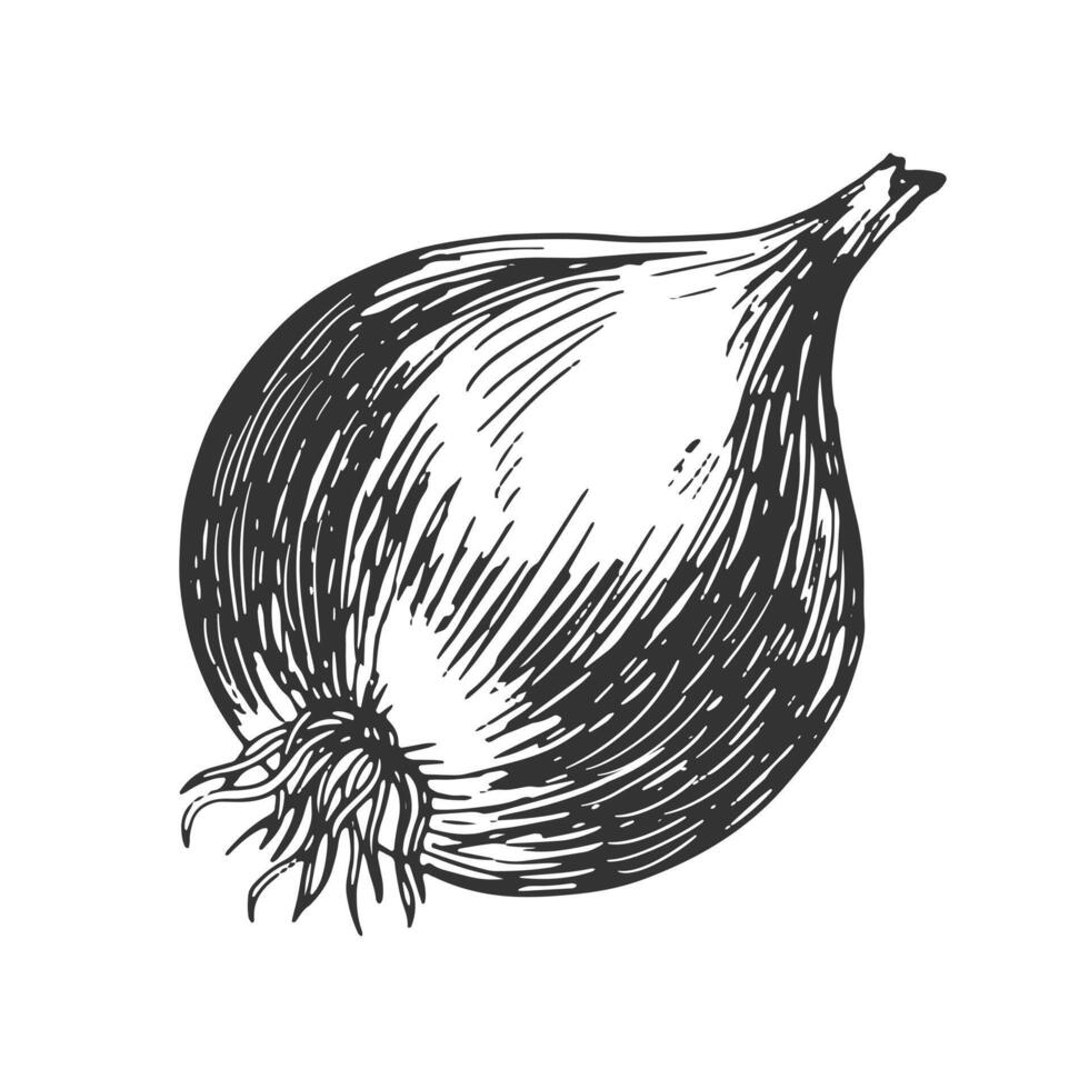 Zwiebel isoliert auf Weiß Hintergrund. Hand gezeichnet Zwiebel Birne. schwarz und Weiß Gemüse. Essen gezeichnet mit Schraffur. skizzieren von ganze Zwiebel vektor