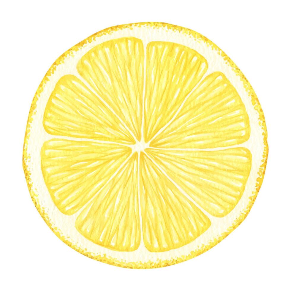 skiva av citron- frukter. isolerat hand dragen vattenfärg illustration. halv tropisk citrus- frukt. design för meny, paket, kosmetisk, textil, kort vektor