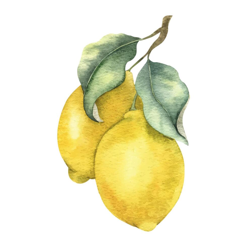gren av citron- frukt och löv. isolerat hand dragen vattenfärg illustration. tropisk citrus- frukt. design för meny, paket, kosmetisk, textil, kort vektor