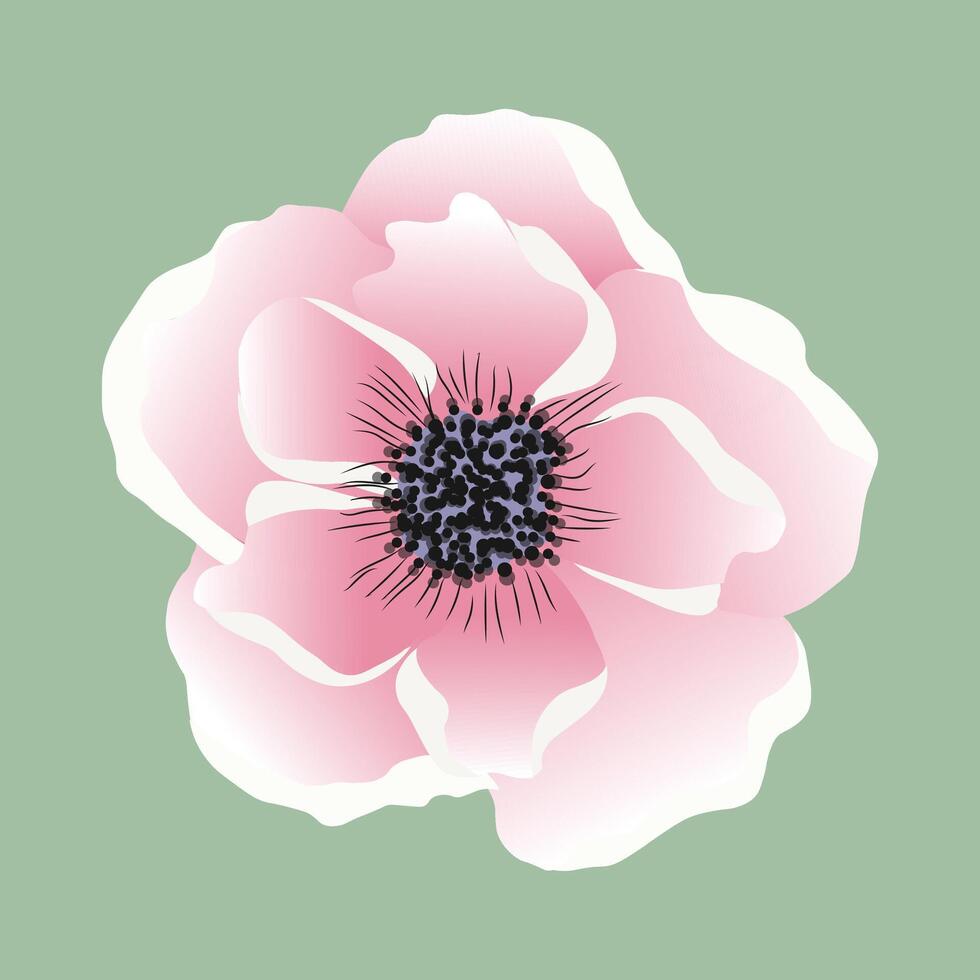 isoliert Illustration von Rosa Anemone Blume vektor