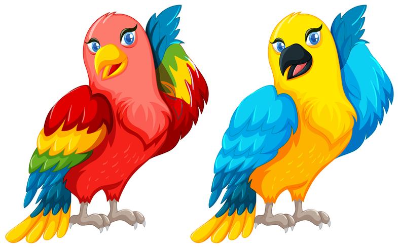 Zwei Papageienvögel mit bunter Feder vektor