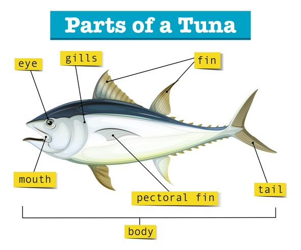 Diagram som visar olika delar av tonfisk vektor