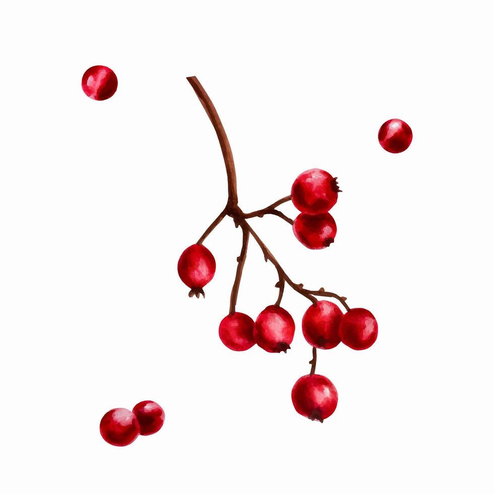 vattenfärg jul röd bär på en gren. ny år botanisk december symbol illustration isolerat på vit bakgrund. för designers, dekoration, affär, för vykort, omslag pa vektor