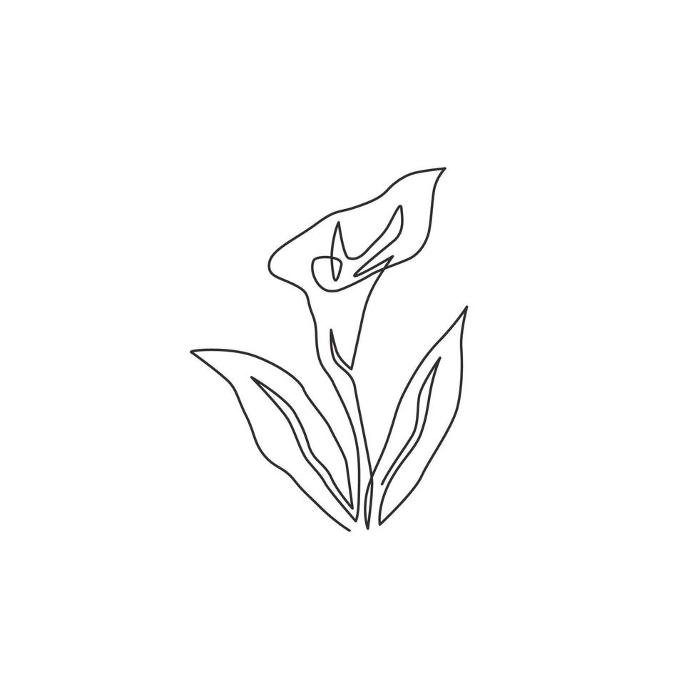 en kontinuerlig linjeteckning av skönhet färsk arumlilja för trädgårdslogotyp. utskrivbart dekorativt zantedeschia blomkoncept för hemväggsdekorationsaffisch. moderna en rad rita design vektorillustration vektor