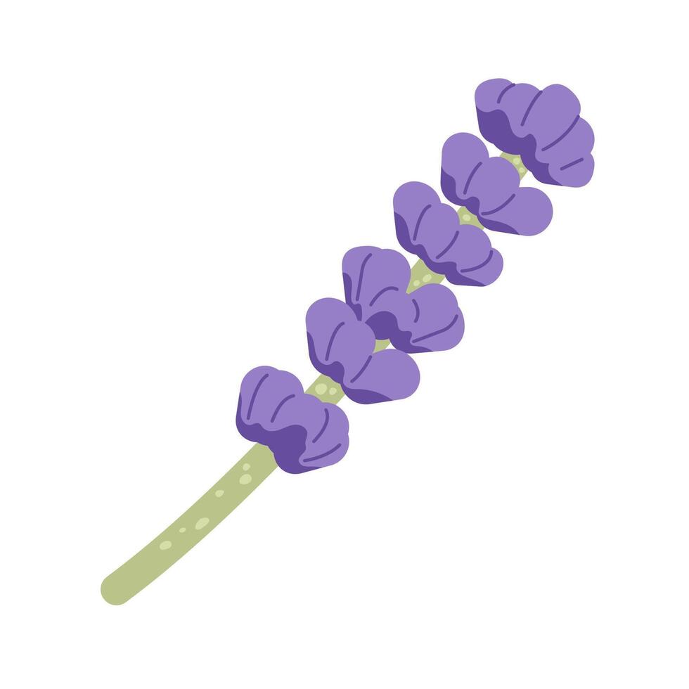 Ast von Lavendel Blumen. lila Provence Blumen- Kräuter. eben Illustration isoliert auf Weiß vektor