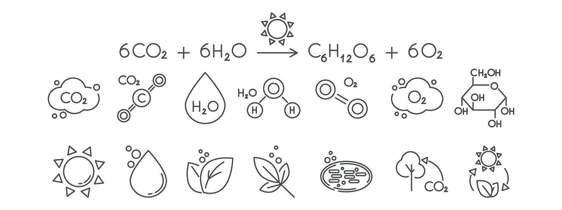 ein einstellen von Linie Symbole verbunden zu Photosynthese. Gleichung, Chloroplast, Chlorophyll, Sonne, Wasser, Glucose, Zucker, Blatt, Pflanze Illustration. editierbar Schlaganfälle vektor