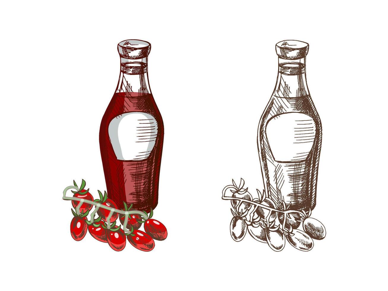 handgemalt farbig und einfarbig Skizzen von Ketchup oder Soße im ein Glas Krug und Tomate Ast. zum das Design von das Speisekarte von Restaurants und Cafés, gegrillt Lebensmittel. vektor