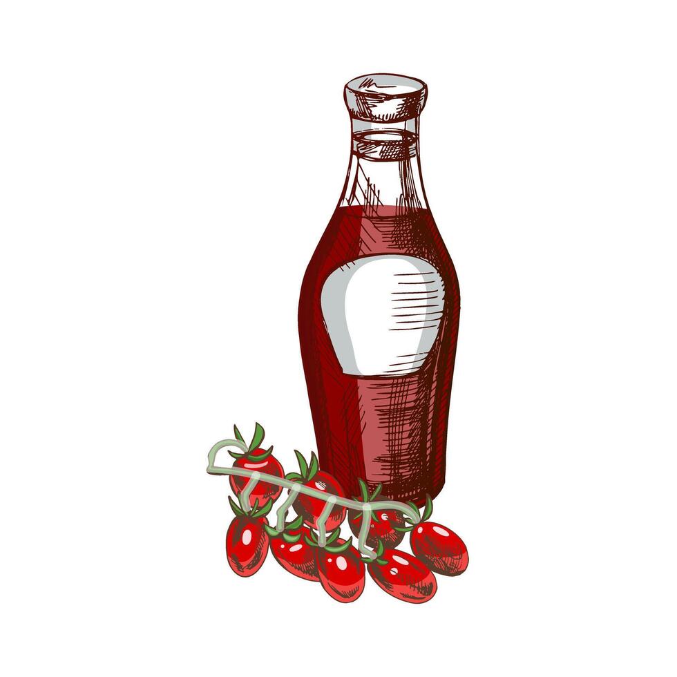 handgemalt farbig skizzieren von Ketchup oder Soße im ein Glas Krug und Tomate Ast. zum das Design von das Speisekarte von Restaurants und Cafés, gegrillt Lebensmittel. vektor