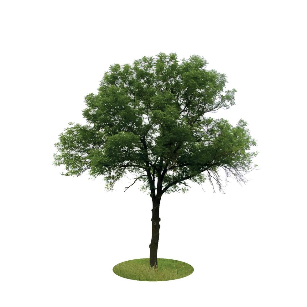 farbige Silhouette Baum isoliert auf weißem Hintergrund. Vektorillustration. vektor