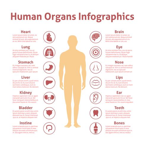 Mänsklig infografisk uppsättning vektor