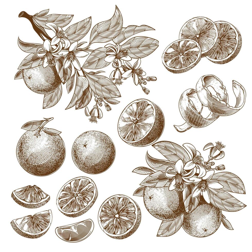 Illustration von Orange Frucht, Blühen Blumen, Blätter und Geäst Jahrgang einfarbig Zeichnung, Gravur Grafik, retro Stil Tätowierung. Scheibe, ganze und Hälfte Zitrusfrüchte isoliert auf Weiß Hintergrund. vektor