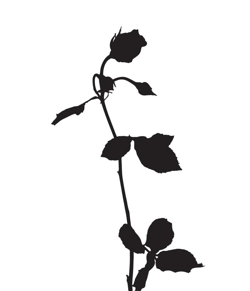 schöne silanweiße und schwarze rosen. isoliert auf weißem Hintergrund. Vektor-Illustration vektor