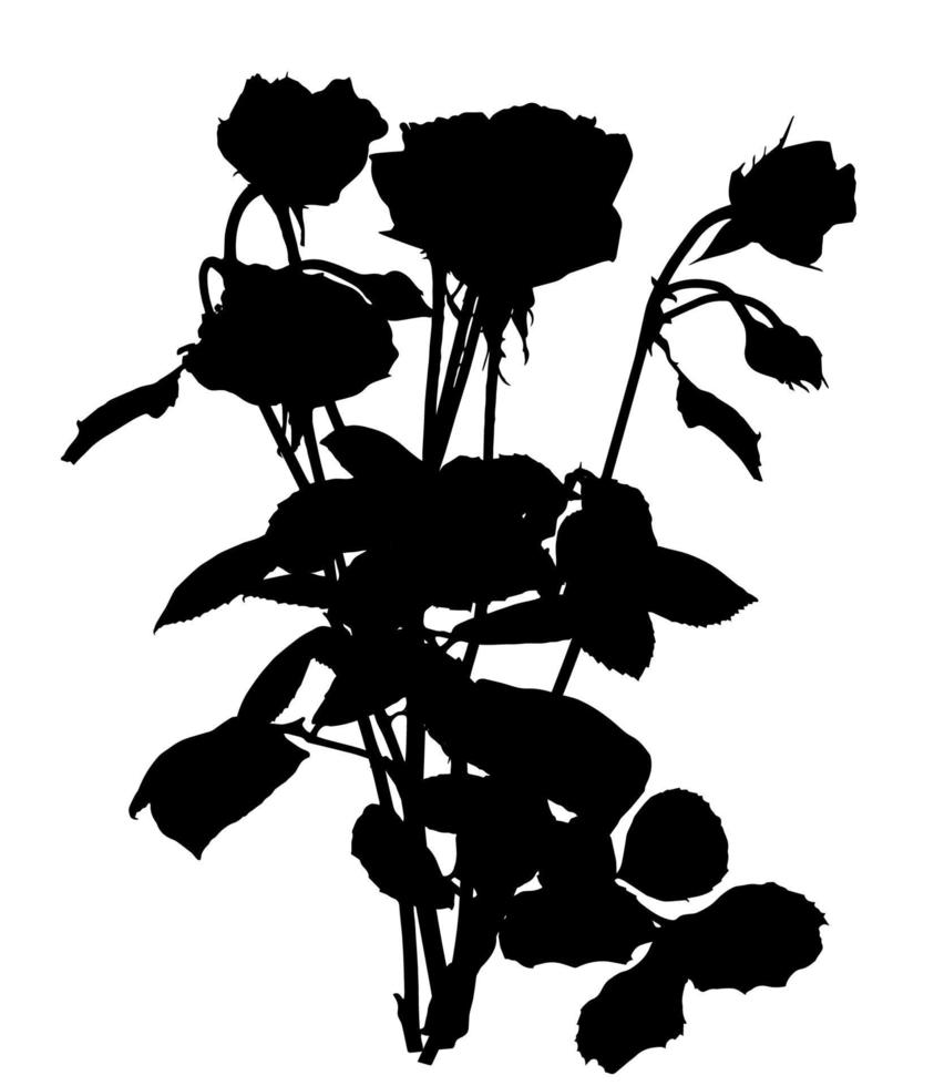 vackra silan vita och svarta rosor. isolerad på vit bakgrund. vektor illustration