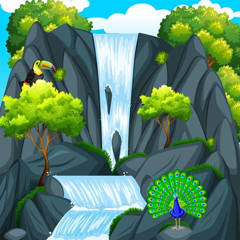 Toucan fågel vid vattenfallet vektor