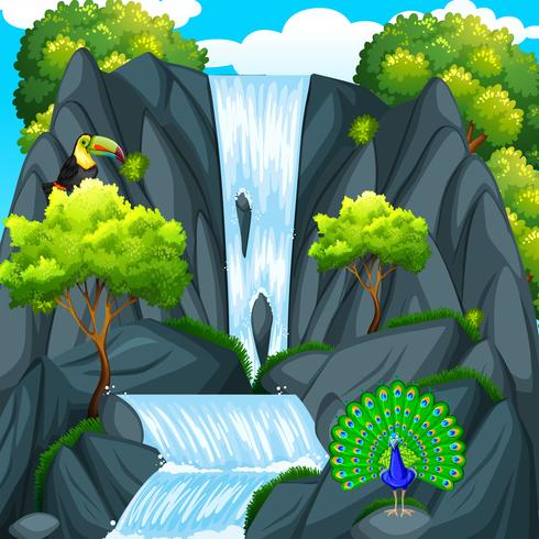 Tukanvogel Am Wasserfall Download Kostenlos Vector Clipart Graphics Vektorgrafiken Und Design Vorlagen