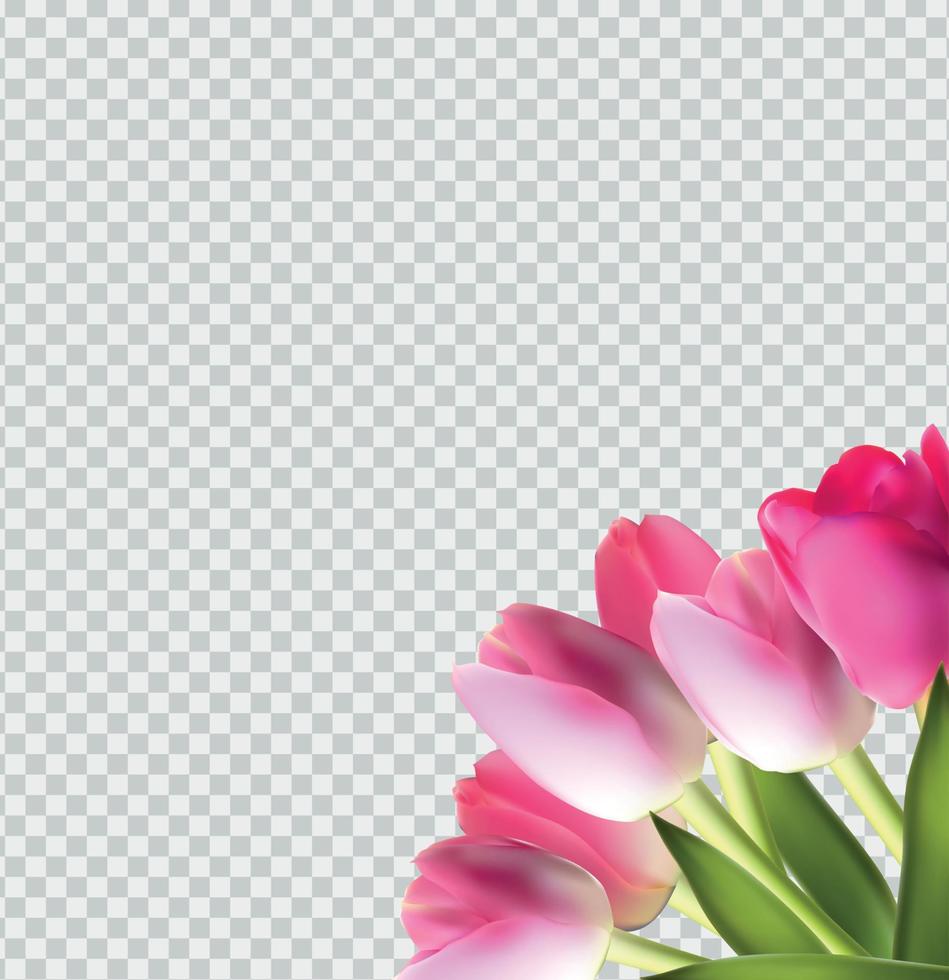 schöne rosa realistische Tulpe auf transparenter Hintergrundvektorillustration vektor