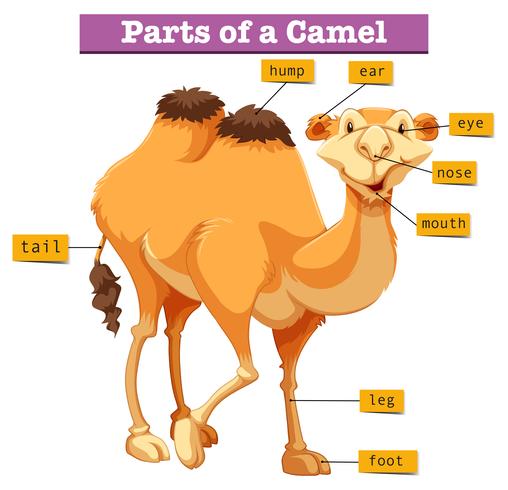 Diagram som visar delar av kamel vektor