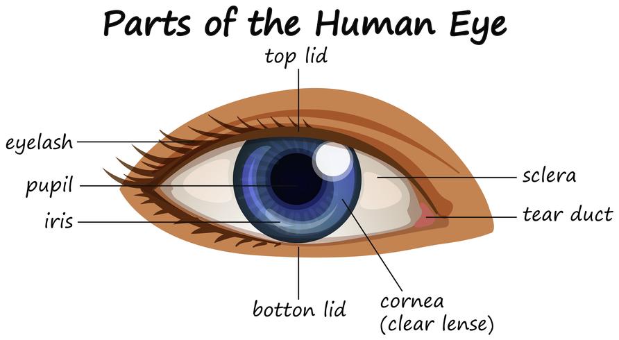 Diagram som visar delar av människans öga vektor