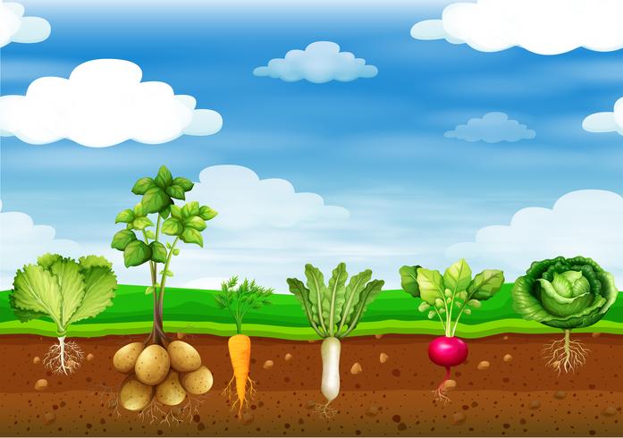 Färska grönsaker i marken vektor