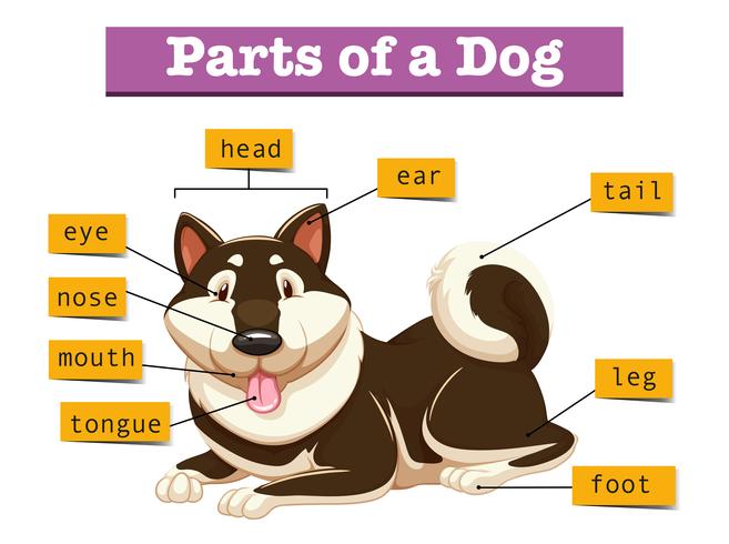 Diagram som visar delar av hunden vektor