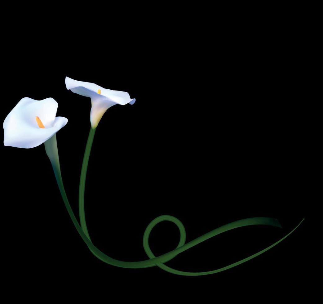 abstrakter Blumenhintergrund mit Calla-Blume. Vektor-Illustration vektor