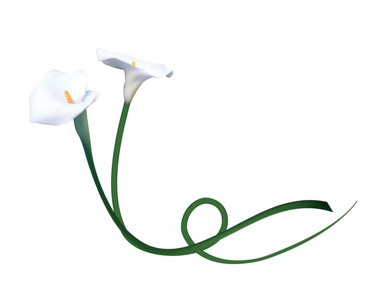 abstrakter Blumenhintergrund mit Calla-Blume. Vektor-Illustration vektor