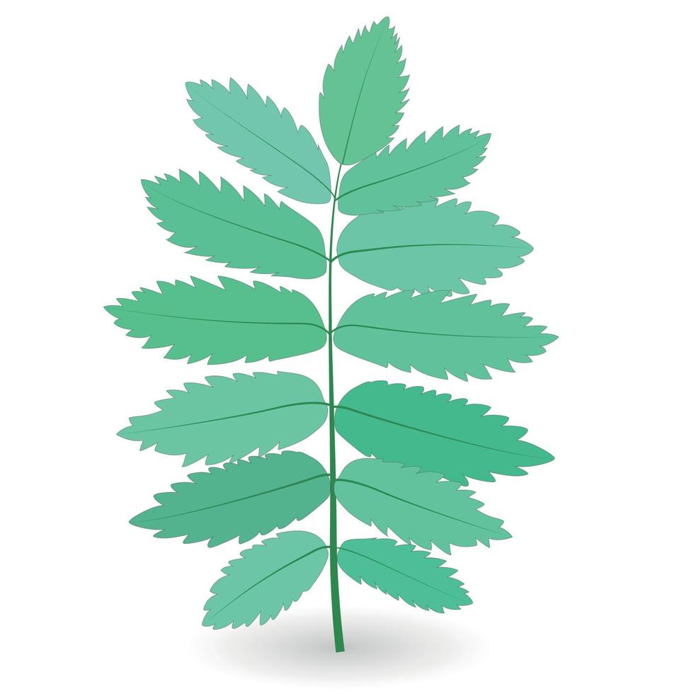 färgglada naturalistiska gröna blad på gren. vektor illustration.