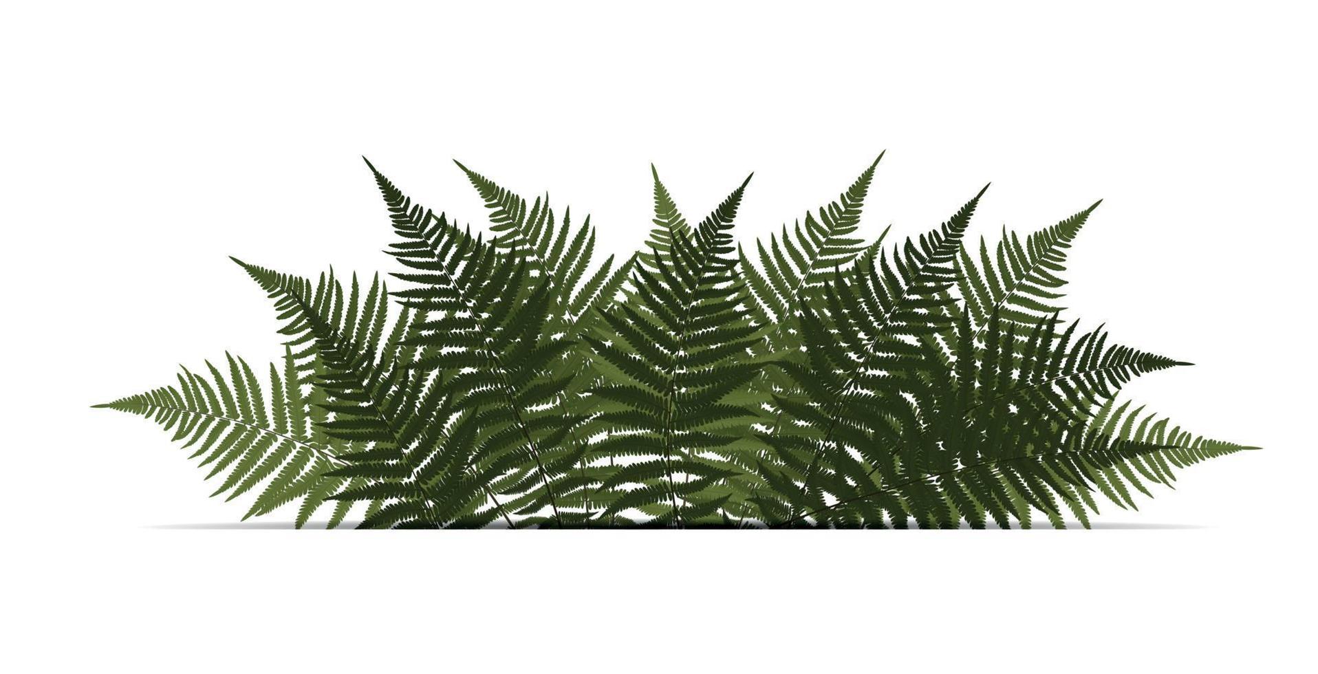 fern leaf vektor bakgrundsillustration