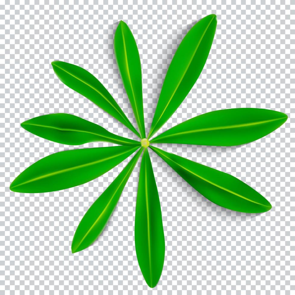 naturalistisches buntes Lupinenblatt auf transparentem Hintergrund. Vektor-Illustration vektor