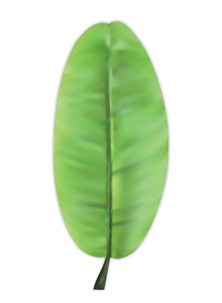 naturalistiska färgglada blad av bananpalm. vektor illustration